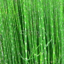 Naklejki bambous - bamboo