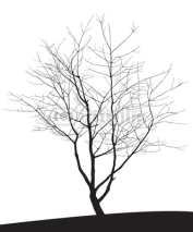 Fototapety tree silhouette