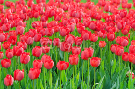 Obrazy i plakaty Flowers tulips in the garden