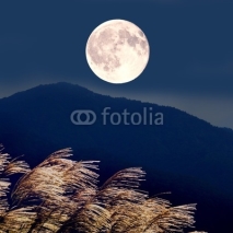 Fototapety ススキと満月