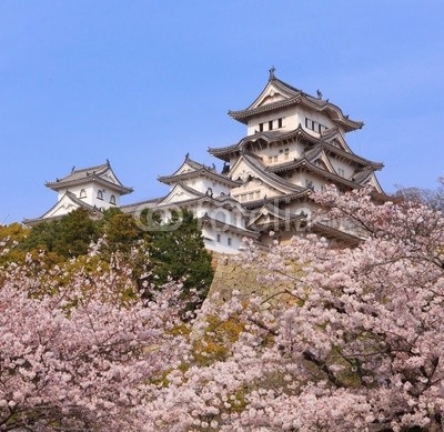 Japanese castle and Beautiful pink cherry blossom shot in japan