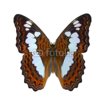 Fototapety White Admiral Butterfly