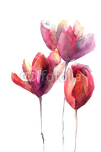 Naklejki Tulips flowers