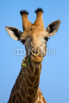 Obrazy i plakaty Portrait close-up of giraffe head against a blue sky chew