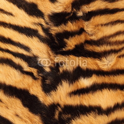 stripes on a tiger pelt