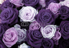 Naklejki Different colors of roses 