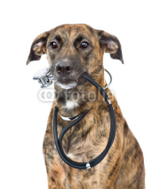 Naklejki dog with a stethoscope on his neck. isolated on white background