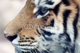 Naklejki head of tiger