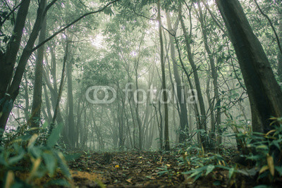 Forest Tree with sun light in rainforest