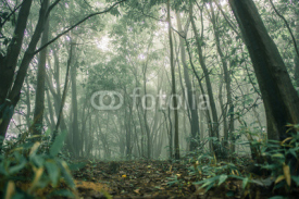 Fototapety Forest Tree with sun light in rainforest