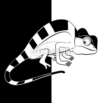 Chameleon on black and white background