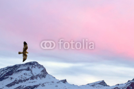 Naklejki A kite eagle osprey on the sunset mountain pink sky background