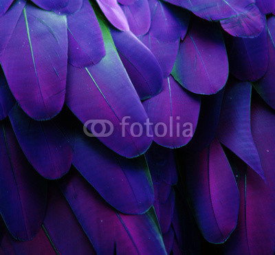 Macro photograph of the blue and purple feathers of a macaw.