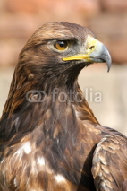 Fototapety Eagle