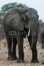 Naklejki Elefant, Chobe Park Botswana