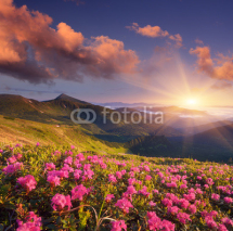 Naklejki Summer flowers in the mountains