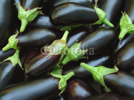 Obrazy i plakaty eggplants harvest