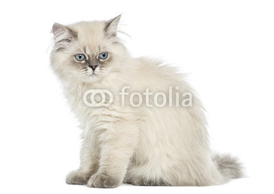 Side view of a British Longhair kitten sitting, 5 months old