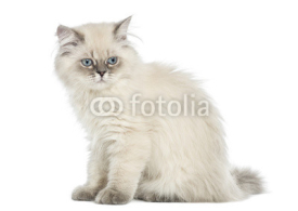 Naklejki Side view of a British Longhair kitten sitting, 5 months old