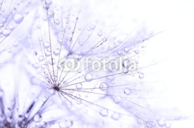 dandelion seeds with drops