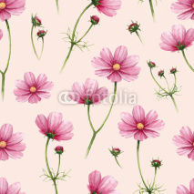 Fototapety Cosmos flowers illustration. Watercolor seamless pattern