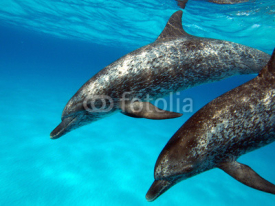 Naklejki Atlanitc Spotted Dolphin pair