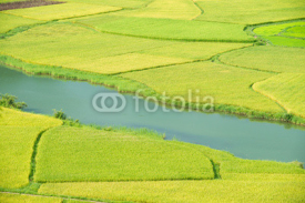 Naklejki Rice field in Vietnam