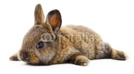 Obrazy i plakaty Brown bunny rabbit.