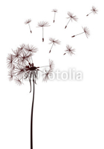 Fototapety dandelions