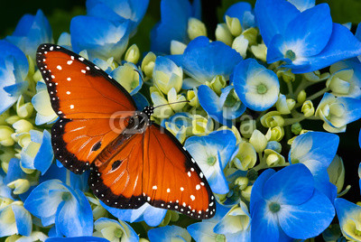 Queen butterfly on blue hydrangea flowers
