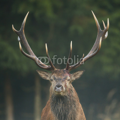 Red deer stag with impressive antlers