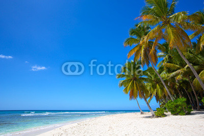 Paradise white sand beach with palms in tropical island