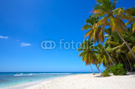 Fototapety Paradise white sand beach with palms in tropical island
