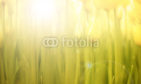 Naklejki Tulips background with sunlight