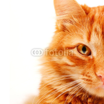 Obrazy i plakaty Red cat lying and posing at studio
