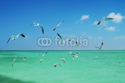 The seagull flying over the sea