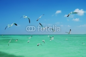 Naklejki The seagull flying over the sea