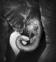 Naklejki Baby elephant seeking comfort