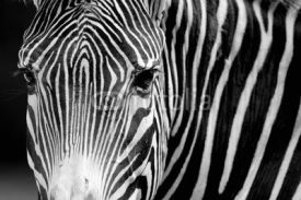 Naklejki Zebras