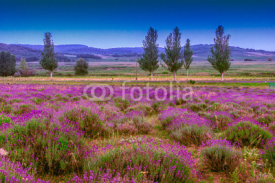 Naklejki Lavender field in summer