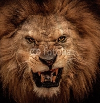 Naklejki Close-up shot of roaring lion