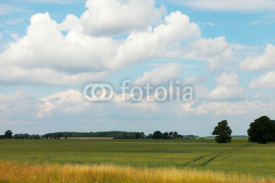 Fototapety Grain field.