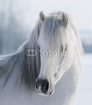 Fototapety White Welsh pony
