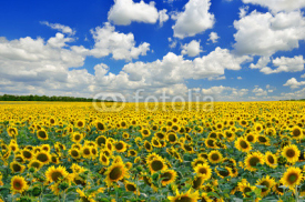 Naklejki Sunflower field