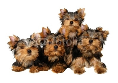 Four yorkshire puppies