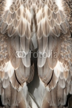 Fototapety feather background
