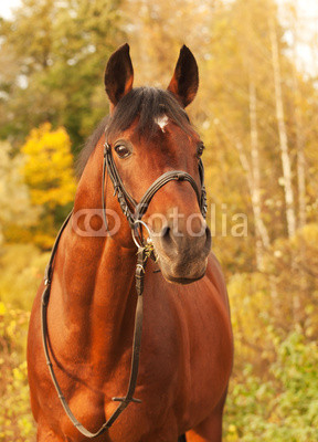 beautiful  sportive stallion autumn  portrait