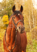 Naklejki beautiful  sportive stallion autumn  portrait