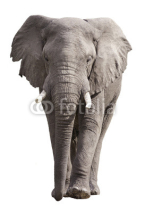 Naklejki Elephant Isolated on White