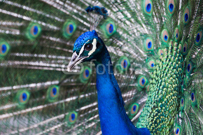 Peacock, Retiro Park, Madrid (Spain)